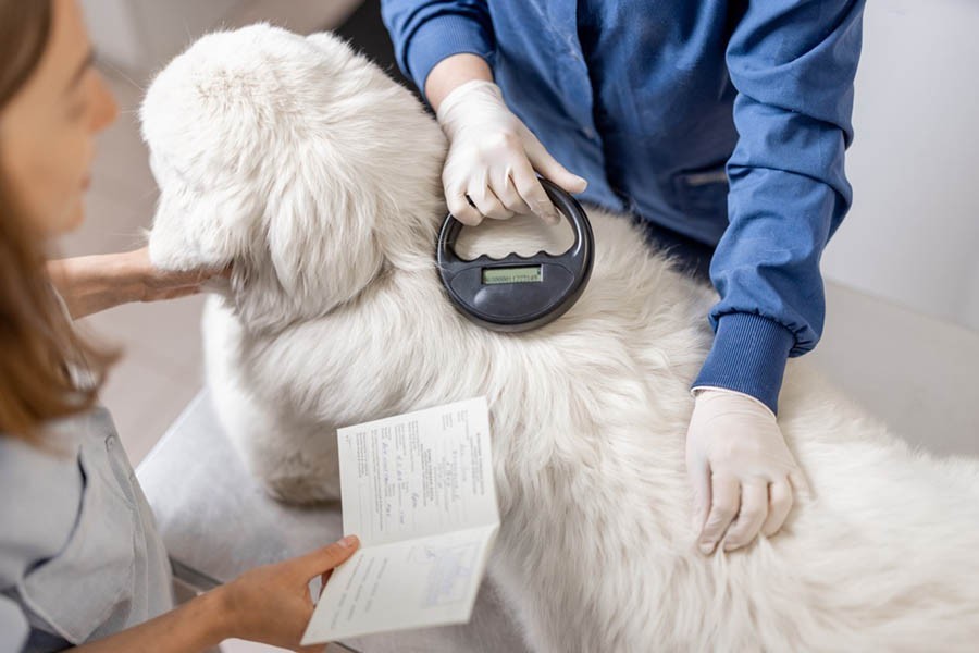 Pet Veterinary care at home  pawpurrfect